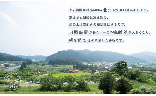 【2026年発送・先行受付】飛騨のたからもも 特選 糖度13度以上（4-8玉）※7月中旬～順次お届け | 桃 朝採れ 白桃 もも フルーツ ギフト 果物 人気 おまかせ 飛騨桃  産地直送 お取り寄せ
