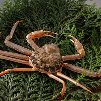 ふるさと納税 智頭町 【先行予約】鳥取県産 訳あり 活 松葉がに 900g×1杯(中村商店)2026年1月末より順次発送