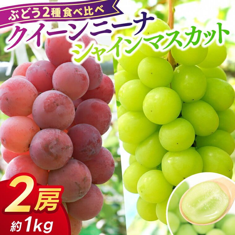 【ふるさと納税】＼受付終了まであとわずか！／【数量限定】ぶどう 2種 食べ比べ クイーンニーナ/シャインマスカット 2房 (約1kg) 希少品種 岩手県紫波町産 ぶどう 食べ比べ 2種 セット 贈答品 ギフト フルーツ 葡萄 ブドウ 2個 高品質 完熟 甘い 新鮮 産地直送 (AR033)
