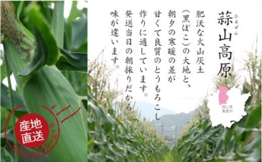 蒜山高原 とうもろこし ミックス10本 / 数量限定 人気 朝採り 新鮮 スイートコーン トウモロコシ 高糖度 甘い 夏野菜 岡山県 真庭市 産地直送 ギフト 【配送不可地域：北海道／沖縄県／離島】【
