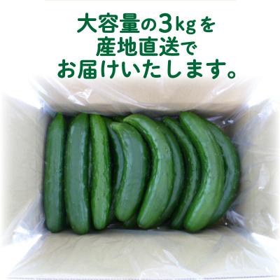 ふるさと納税 下関市 【2025年度発送】 きゅうり 訳あり 3kg 朝採れ 野菜 大容量 下関 山口 IM001-x |  | 03
