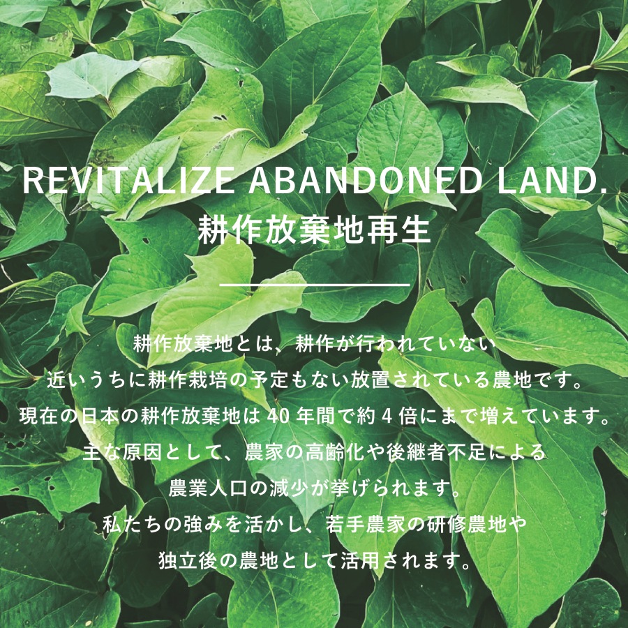 山梨県産　大粒シャインマスカット1房