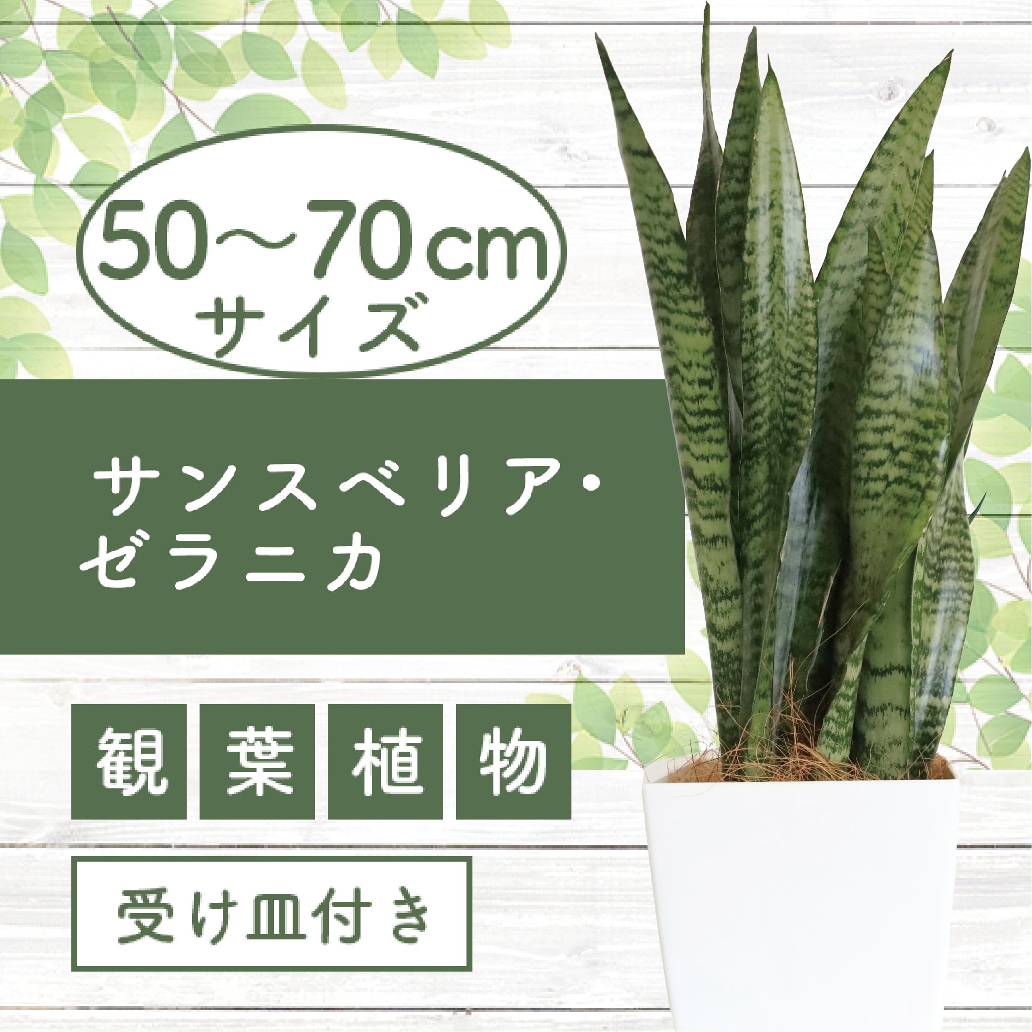 【ふるさと納税】＜先行予約受付中！2025年6月中旬以降順次発送＞サンスベリア・ゼラニカ50cm〜70cm 南国鹿児島県で育った 観葉植物！植物 鉢付 インテリア 室内 オフィス おしゃれ プレゼント ギフト 開店祝い 移転祝い ※北海道・沖縄・離島配送不可※【GreenBase】