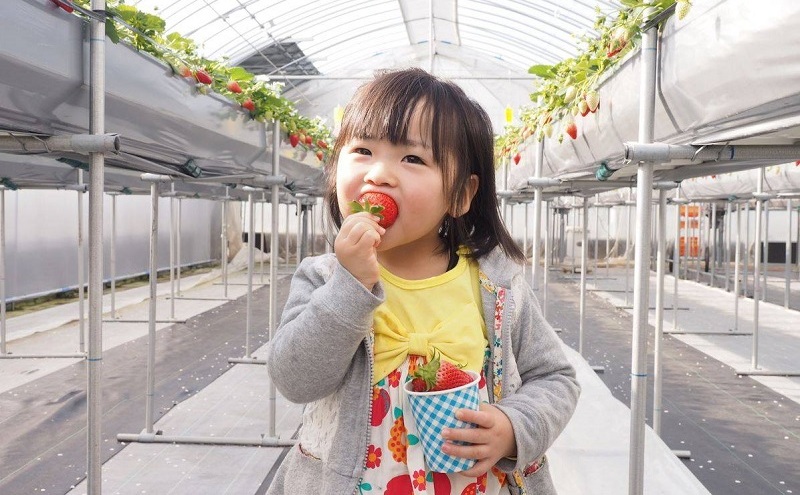 【ふるさと納税】 無添加 手作り いちご ジャム 3個 イチゴジャム イチゴ 苺 甘い 食品 ギフト  ふるさと納税 ふるさと 人気 おすすめ 送料無料 兵庫県 三田市 [3d28bae310007]
