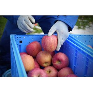 【2026年2月発送予定】平均糖度13度以上! サンふじ 約5kg 訳あり【配送不可地域：離島・沖縄県】【1694681】