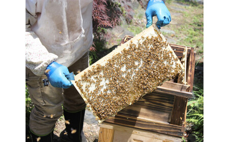 【10個】山梨県鳴沢村産 富士山麓Honey NSJ007　はちみつ ハニー 蜂蜜 