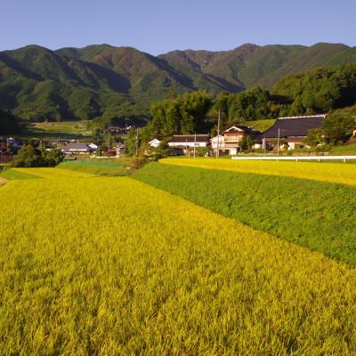 ふるさと納税 美作市 美作アルプス　後山の棚田米(精米)5kg　　1袋 |  | 01