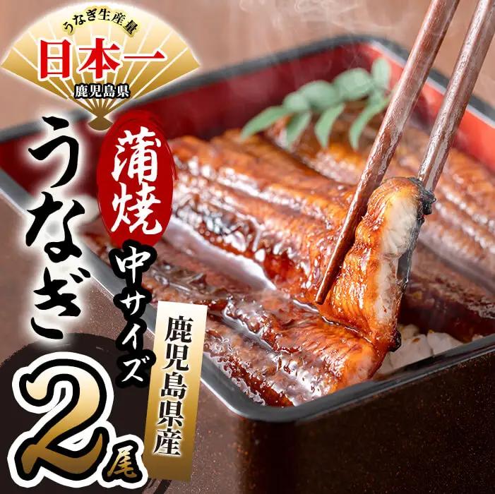 鹿児島県産 伊崎田のうなぎ蒲焼 中＜150g以上＞× 2尾(計300g以上) うなぎ 鰻 ウナギ 国産 鹿児島県産 九州産 蒲焼き 冷凍 うな重 ひつまぶし a5-223