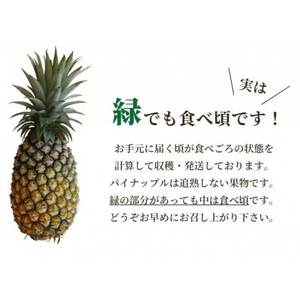 先行予約【2025年5月発送】沖縄県産パインの王様　ゴールドバレル（1.7kg程度）２玉