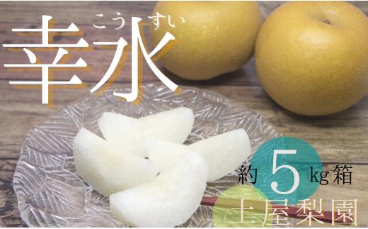 ＼数量限定／ 幸水 5㎏ 土屋梨園 申込受付中 なし ナシ みずみずしい 千葉県産 期間限定 8月上旬から順次発送 先行予約 先行予約フルーツ