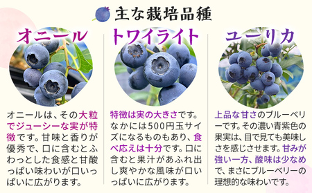 林さんちの完熟ブルーベリー 約100g×4パック 100g ブルーベリー フルーツ 果物 甘い ギフト 贈り物 厳選 オニール トワイライト ユーリカ