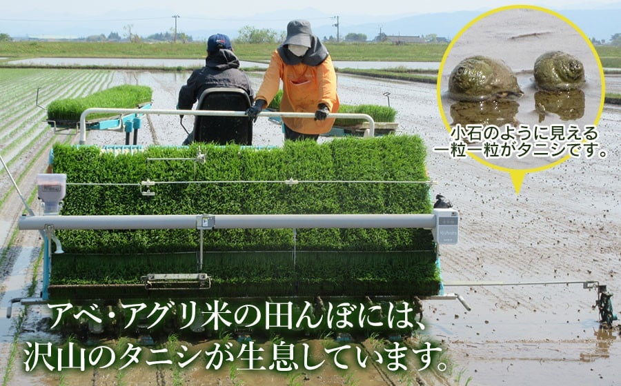 【令和7年産】【新米】 特別栽培米 つや姫（タニシ米）精米10kg（5kg×2袋）　山形県鶴岡産　アベ・アグリ米