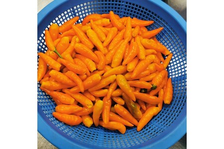 久美浜産　柚子唐辛子セット　3個