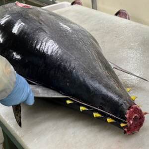 青森産　天然本マグロ　たたき【配送不可地域：離島】【1657203】