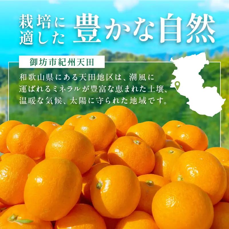 【1337_M】和歌山県天田の頑固みかん　5kg （優～良混合）サイズ指定可能（S・M・L）Mサイズ