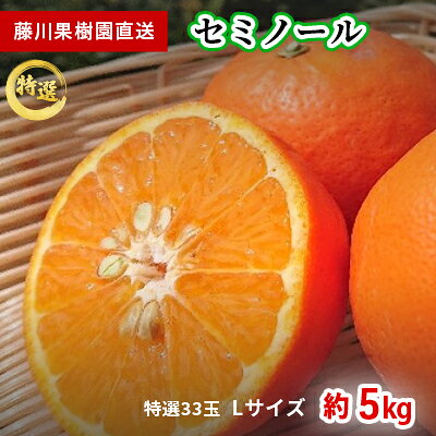 【ふるさと納税】セミノール オレンジ 特選 Lサイズ 33玉 約5kg みかん 香川県産 国産 柑橘 贈答用 詰め合わせ フジカワ果樹園 藤川果樹園 果実 中晩柑 蜜柑 ミカン フルーツ 果物 くだもの 柑橘類 ギフト 贈り物 手土産 お取り寄せ 香川県 観音寺市