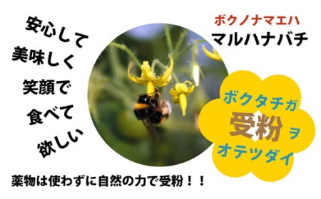 【先行受付開始】ハッピートマト1kg