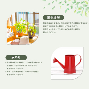 2026年4月上旬～発送【観葉植物】オーガスタ 70cm～90cm 鎌ヶ迫園芸場 IB086-013 観葉植物 植物 鉢付 インテリア 室内 オフィス おしゃれ プレゼント ギフト 開店祝い 移転祝い