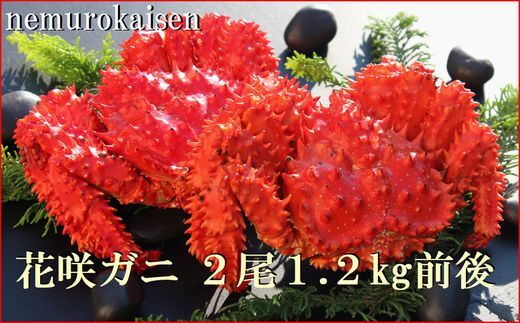 B-57031 【北海道根室産】花咲ガニ2尾 計1.2kg前後