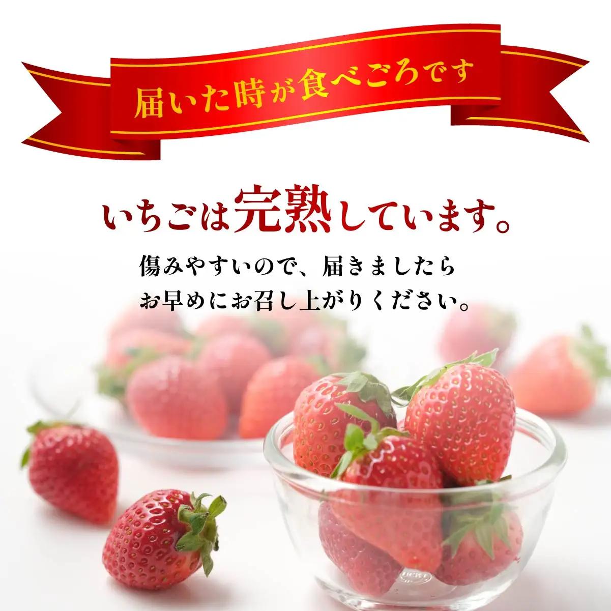 いちご 「やよいひめ」と「おすすめのいちご」 320ｇ×3トレー