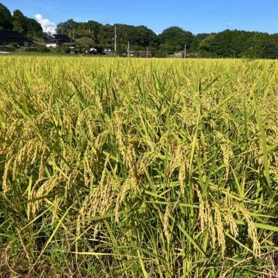 【2種食べ比べ】岡山県産あきたこまち×にじのきらめき　[5kg×2袋(10kg)]【1726896】