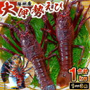 【ふるさと納税】 房州産大伊勢えび 約1kg 千葉県 南房総市 海産物 海老 魚介 贈答品鮮度 活き 海の幸 味噌汁 海鮮 お刺身 BBQ 房州えび お取り寄せ 冷蔵 送料無料