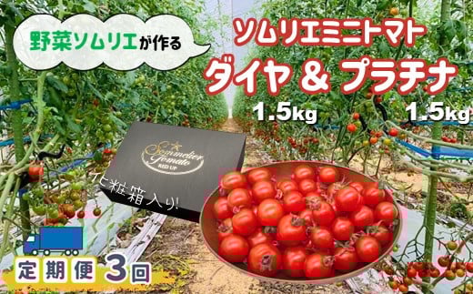 【定期便】ソムリエミニトマト 食べ比べ3kg ( プラチナ + ダイヤ ) × 3ヶ月 | 野菜 やさい トマト とまと ミニトマト 野菜ソムリエ 食べ比べ セット 熊本県 玉名市