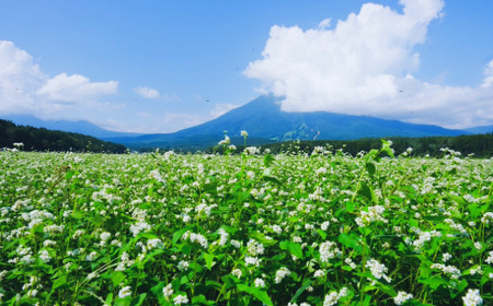 【長野県 信濃町 / 農事組合法人 信濃富士そば農場】限定200食 一茶の里の生(ﾅﾏ)そば  ≪200g（そばつゆ2袋）×5袋≫【長野県 信濃町 ふるさと納税】