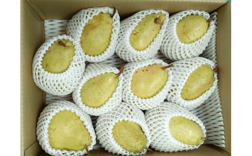 西洋梨（マルゲリット・マリーラ）５ｋｇ　１０玉　特秀品　0042-2503