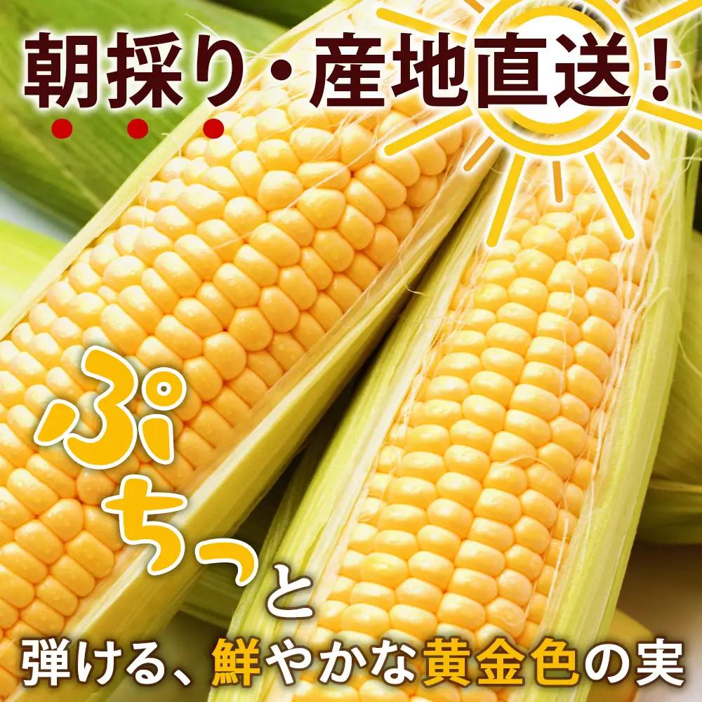 2026年夏発送 とうもろこし ゴールドラッシュ L～2L 20本