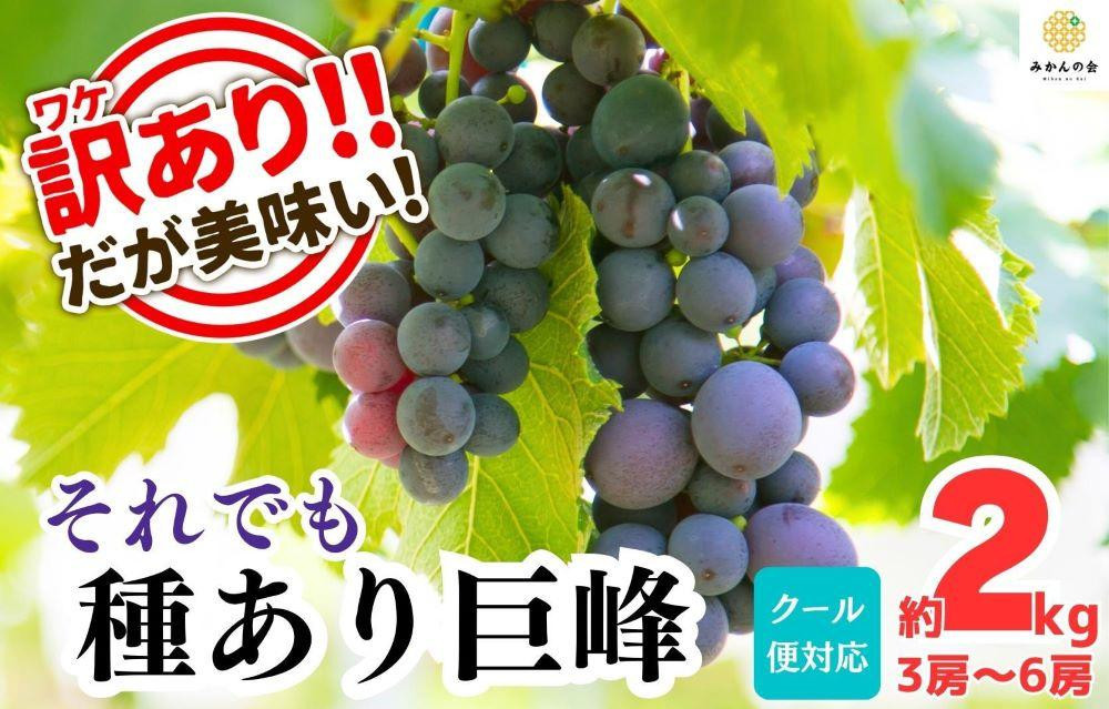 
訳あり それでも 巨峰 2kg ( 3房 ～ 6房 ) 和歌山県産 【みかんの会】
