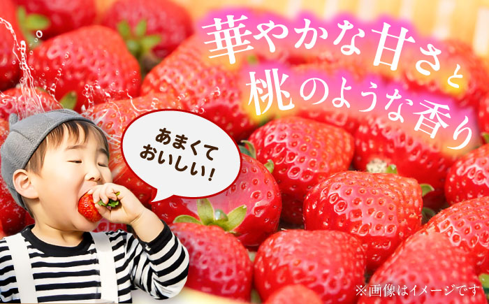 【先行予約】【2026年1月発送開始】 熊本県産 いちご 恋みのり 計1kg (250g×4パック)苺 果物 フルーツ 甘い イチゴ おいしい 熊本県 菊陽町【有限会社 吉岡農園】 [BHBM002]