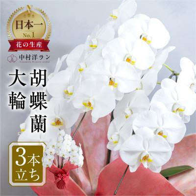 ふるさと納税 田原市 【ラッピング仕様】中村洋ランの胡蝶蘭　白大輪3本