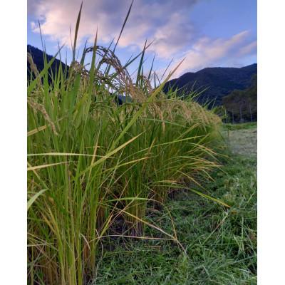 ふるさと納税 揖斐川町 あすかの恵　こしひかり　精米(真空パック)4.5kg×2袋　(岐阜県揖斐川町) |  | 01