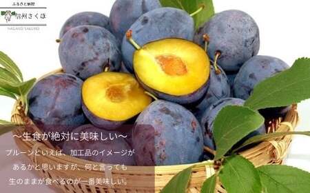 高見澤プルーン園にお任せ！摘みたてプルーン　約2kg×1箱　【限定30箱】〔TA-101〕