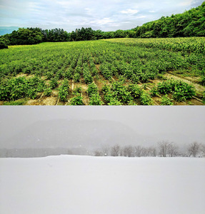 ＜2025年9月上旬よりお届け＞【朝採り】北海道壮瞥産 白いとうもろこし「雪の妖精」Lサイズ6本(約2kg) 【 ふるさと納税 人気 おすすめ ランキング ホワイトコーン 雪の妖精 白い 白 トウモロ