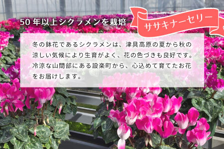 〈予約品〉旬の色をお届け シクラメン6号鉢 赤 ピンク 白 クリスマス 鉢花 花 冬の花 -035