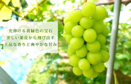 【先行予約】数量限定【岩手県産ぶどう】シャインマスカット約1kg （AR006-1）