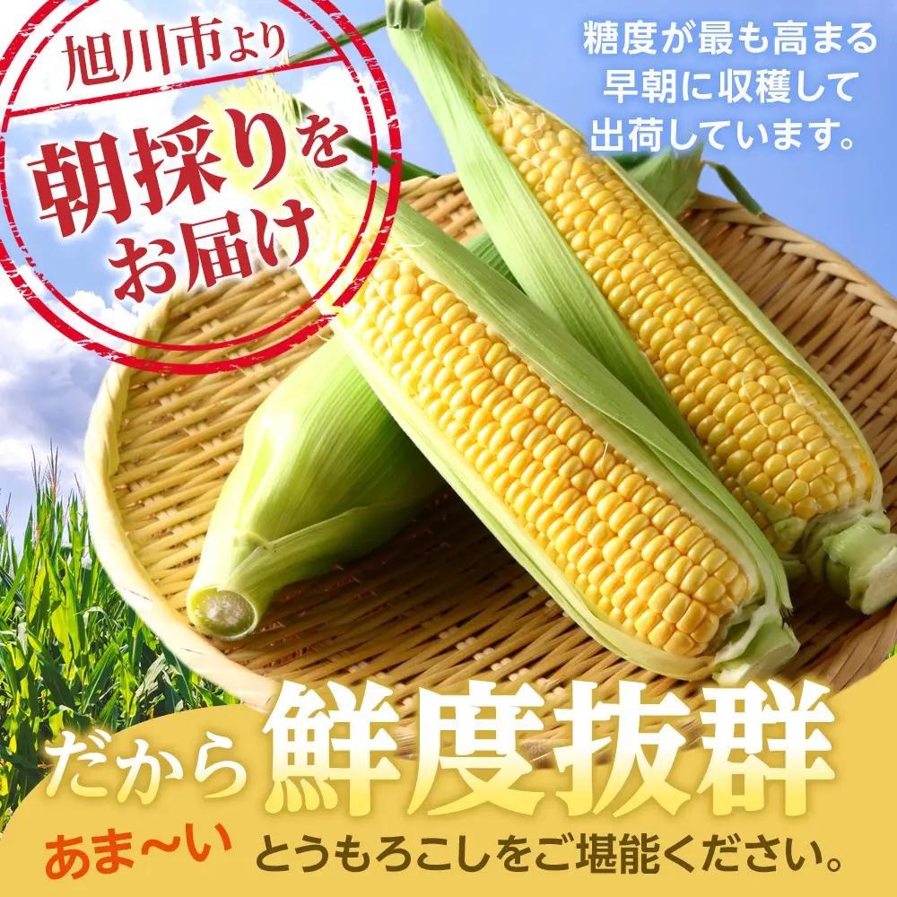 【先行予約】黄金色で大粒 ゴールドラッシュ 8本 3.2kg（2026年8月下旬から発送開始予定）| とうもろこし 北海道産とうもろこし_04560