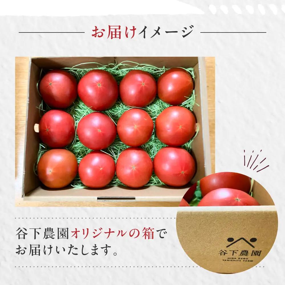 訳アリ 大玉トマト 麗月 1kg≪谷下農園 有機JAS認証農園の完熟トマト≫ トマト 【61-17】