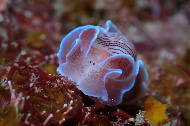 ウミウシダイビング（2回分） 【ダイバー（Cカード所持者）限定】スキューバダイビング チケット ダイビング【kdc002】