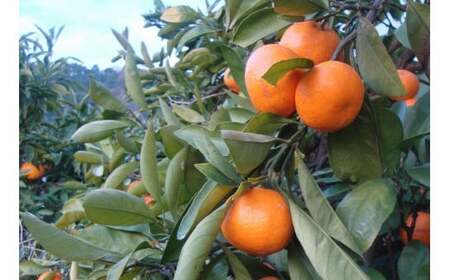 みかん ちっちゃな有田みかん約10kg （3S～2Sサイズ混合）【nuk153B】