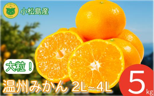 【2026年12月発送】みかん 大玉 温州みかん 5kg 2L~4Lサイズ みかん 蜜柑 ミカン オレンジ フルーツ ふるーつ 果物 くだもの 小松島市