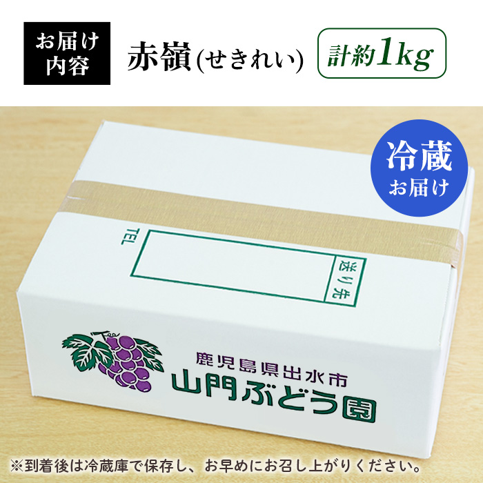 i1016 ≪数量・期間限定≫赤嶺(セキレイ) (計約1kg) ぶどう グレープ 果物 くだもの フルーツ 葡萄 旬 糖度 上品な甘さ 歯ごたえ 冷蔵 【山門ぶどう園】