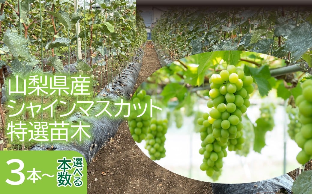 
            山梨県産シャインマスカット特選苗木セット  えらべる本数【3本・5本・10本】 253-001  253-002  253-003
          
