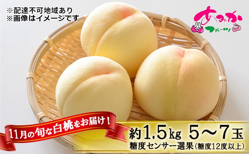 桃 2026年 先行予約 11月の旬な 白桃 冬桃 をお届け！約1.5kg 5～7玉 糖度センサー選果 糖度12度以上 もも モモ 岡山県 赤磐市産 国産 フルーツ 果物 ギフト あみかフルーツ　岡山 旬の桃 少し小ぶり