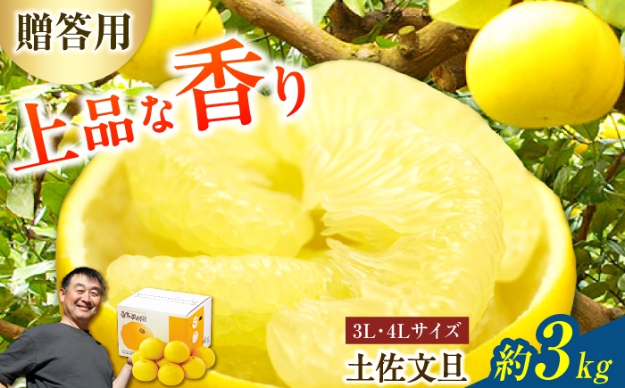 
                  【先行予約】果樹園直送！土佐文旦 特選品贈答用（3L～4Lサイズ）約3kg（5個入り） 文旦 ぶんたん 土佐 柑橘 高知県産 フルーツ お取り寄せ 贈答 先行予約 高知県 土佐市【白木果樹園】[BQAI002]
                