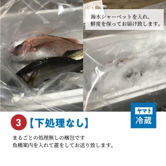 S059-019_【下処理なし】 天草わくわく便 まるごと鮮魚セット