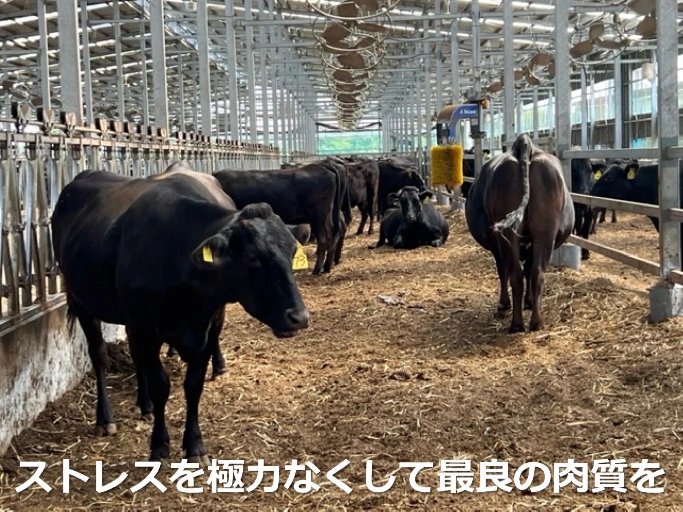 ＜定期便＞松阪牛の品評会で最優秀賞受賞歴のある 加藤牧場の黒毛和牛 ロース・肩ロース 1kg　【４回発送】/ 牛肉　国産牛　黒毛和牛　ロース　肩ロース　肉　上質　人気　おすすめ　三重県　四日市市　ふる