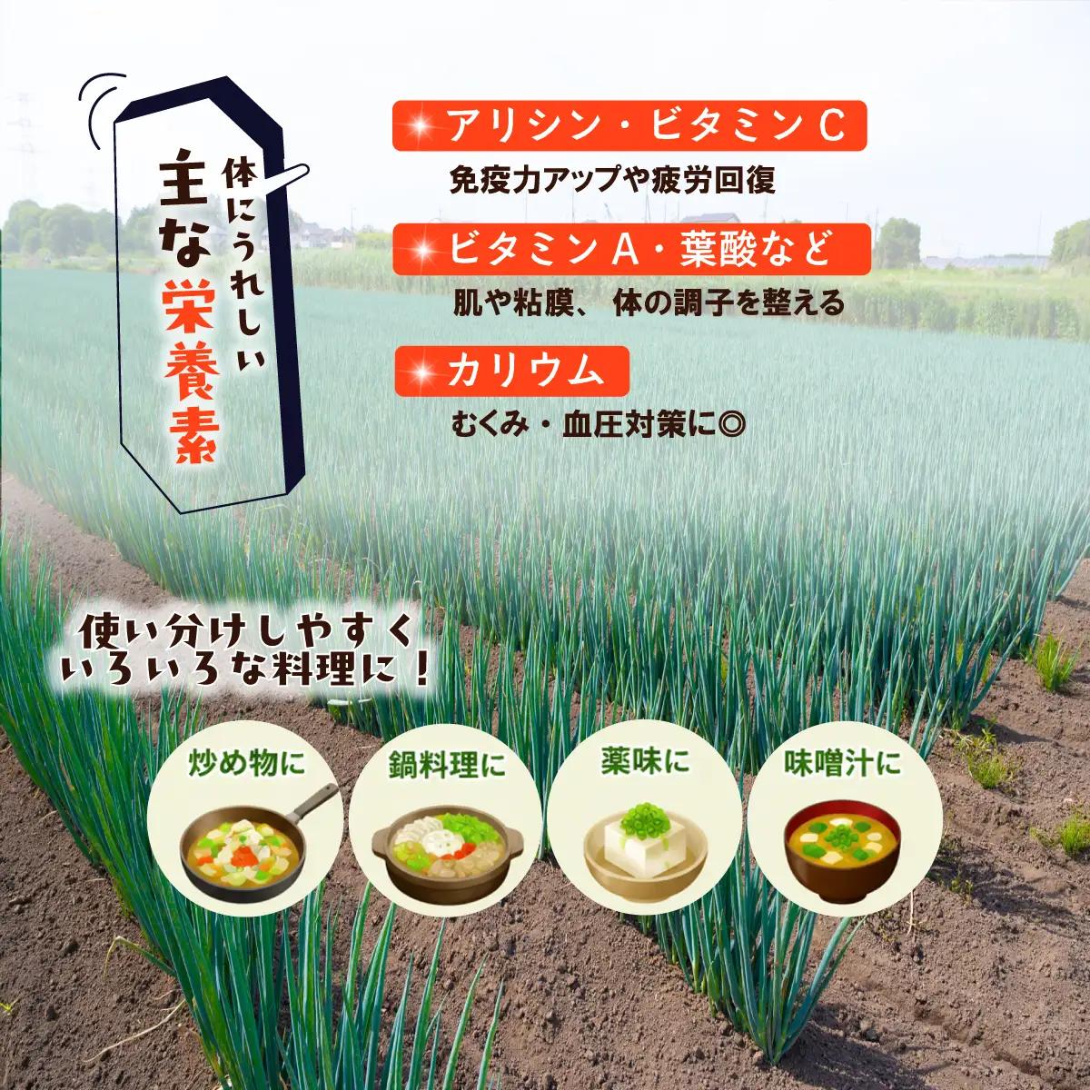 【訳あり】長ねぎ 約5kg 長ネギ 白ねぎ 白ネギ